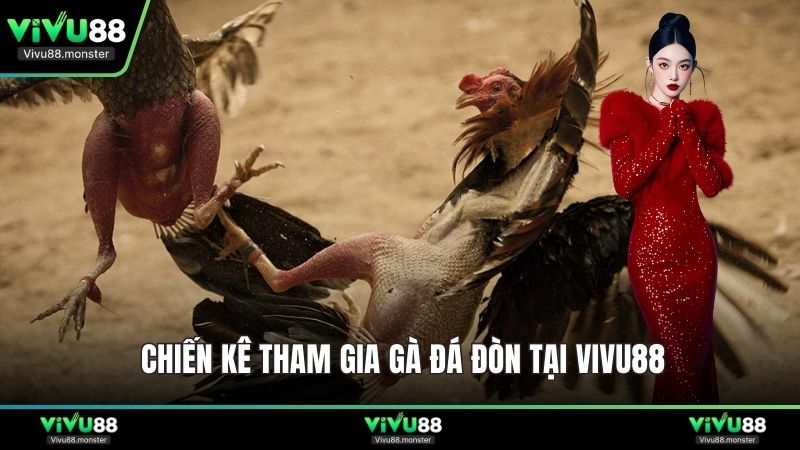 Chiến kê tham gia gà đá đòn tại Vivu88