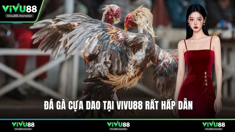 Đá gà cựa dao tại Vivu88 rất hấp dẫn
