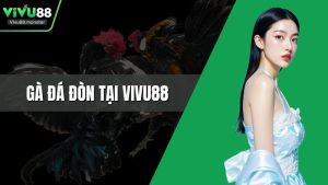 Gà Đá Đòn Tại Vivu88