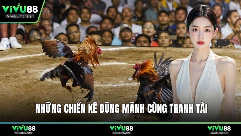 Những chiến kê dũng mãnh cùng tranh tài