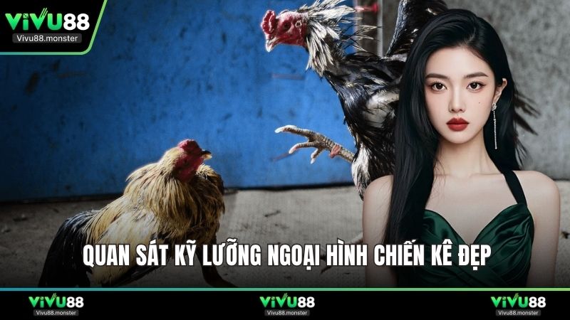Quan sát kỹ lưỡng ngoại hình chiến kê đẹp