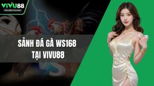 Sảnh Đá Gà WS168 Tại Vivu88