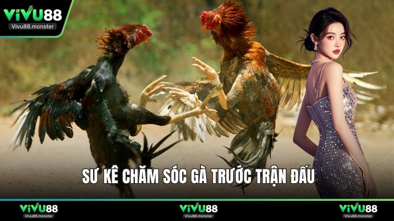 Sư kê chăm sóc gà trước trận đấu