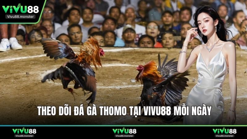 Theo dõi đá gà Thomo tại Vivu88 mỗi ngày